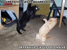 funny cats