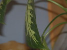 P4081510