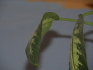 P4081511