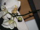 P4101536