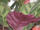P4101543