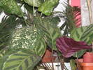 P4101544