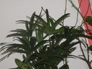 P4101545