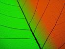 Free 3D Wallpapers Frunze Colorate 3D Poze Desktop