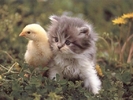 image_large    ,,,,,,,,mk