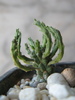 Euphorbia sp Marx.