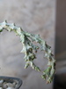 Euphorbia namuskluftensis