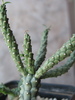 Euphorbia duseimata