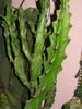 Euphorbia mayuranathani