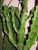 Euphorbia mayuranathani