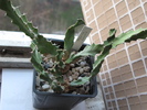 Euphorbia brevitorta