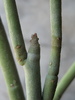 Pedilanthus macrocarpus - detaliu