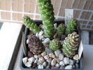 Monadenium heteropodium ssp heteropodium (cel inalt)