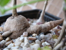 Kedrostis africana