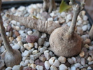Kedrostis africana