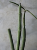 Ceropegia dichotoma