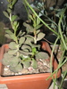 ADROMISCHUS cooperi