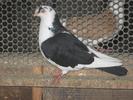 PENEAGRA SPRINCENATA