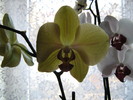 phalaenopsis