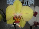 Phalaenopsis