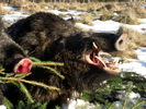 Sus scrofa
