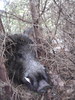 Sus scrofa