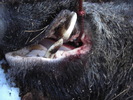 Sus scrofa