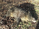 Sus scrofa