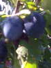 doua prune negre