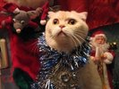 Christmas-Animals-17
