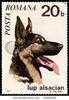 00 timbru lup alsacian