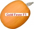 Gold Fever F1