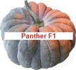 Panther F1