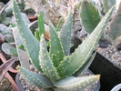 Aloe ramosissima - 16.10.2008