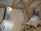 DSC01740