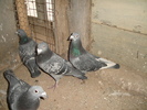 DSC01742