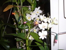 flori dendrobium phale + nobile