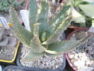 Aloe ramosissima - 06.2009