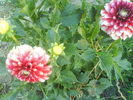 DSC02390