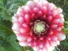 DSC02391
