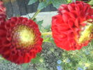DSC02409