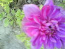 DSC02415