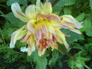 DSC02451