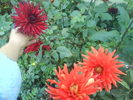 DSC03420