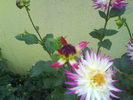 DSC03426