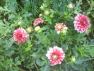 DSC03431