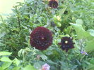DSC03438