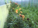 DSC03440