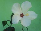 DSC03397