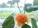 DSC03474